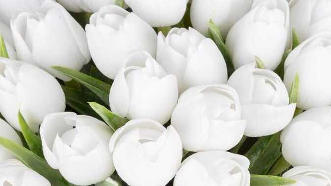 Dünyaya çiçek olarak gelsen hangi çiçek olurdun ve neden 🌸?