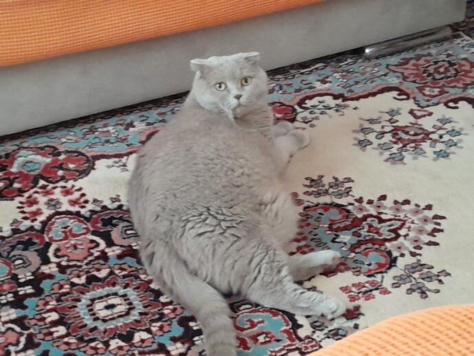 Evde Kedi beslıyor musunuz?