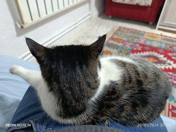 Evde Kedi beslıyor musunuz?