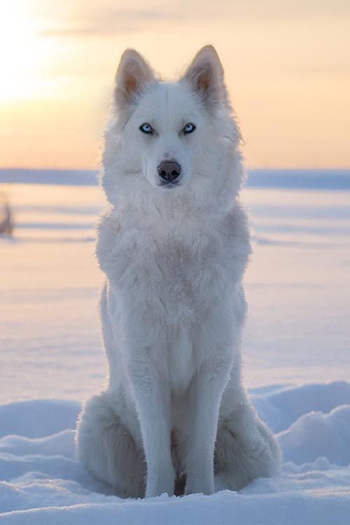 Köpekler bizi lider olarak mı görüyor?