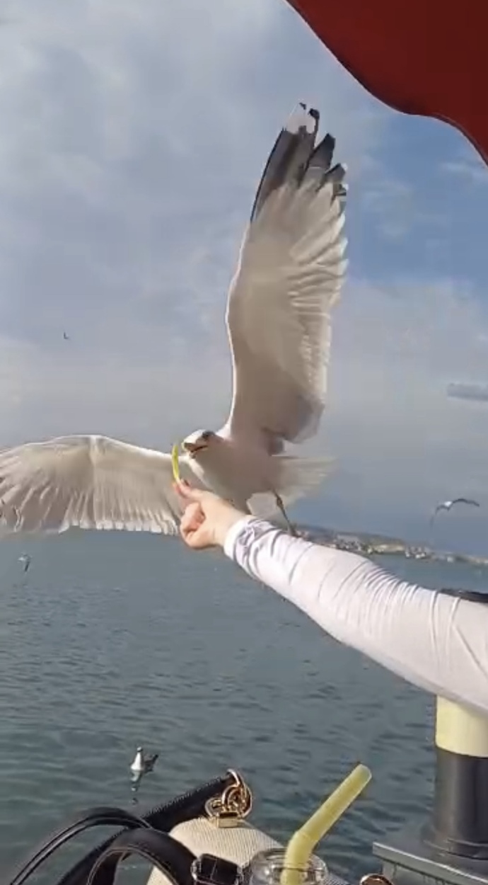 Elinizle martıya yemek verirmiydiniz?