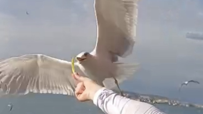 Elinizle martıya yemek verirmiydiniz?