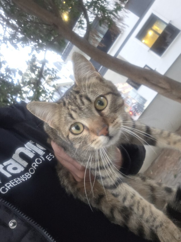 Kedi mi köpek mi? Tercihiniz hangisi olurdu?