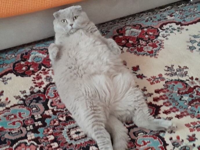 Kedi mi köpek mi? Tercihiniz hangisi olurdu?