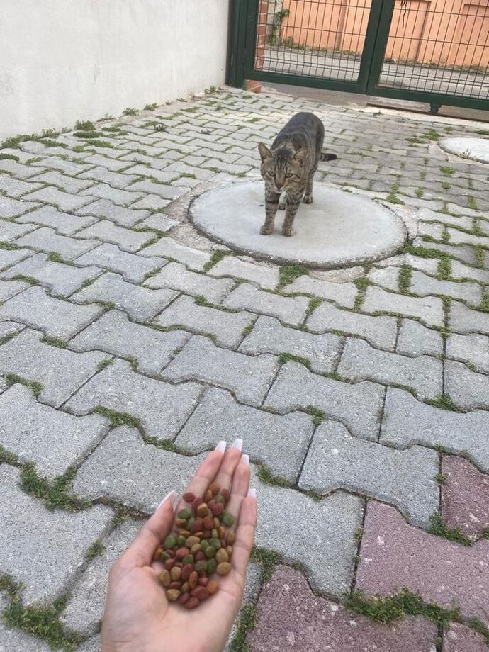 Kediler bizi gerçekten sever mi yoksa sadece mama mı?