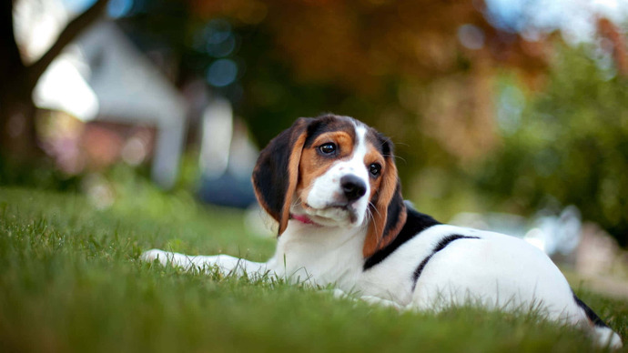 Havlarsa korkmayın havlayan köpekler genelde ısırmaz bilimsel gerçektir bu.