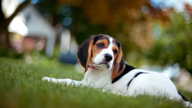 Köpekleri besler misiniz?