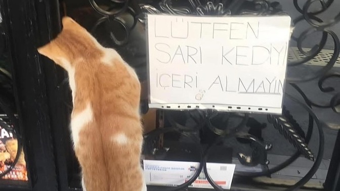 Apartmana giren sokak kedisini hemen çıkarır mısınız yoksa kalmasına izin verir misiniz?