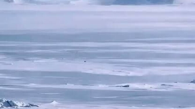 Instagramda son 2 gündür herkes bu pengueni paylaşıyor. Hikayesini biliyor musunuz?