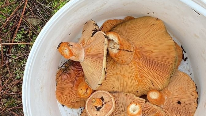 Ormanda yürümek mi yoksa sahilde yürümek mi daha huzurlu hissettiriyor sizi?