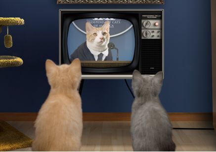Hayvanlar televizyon izler mi?