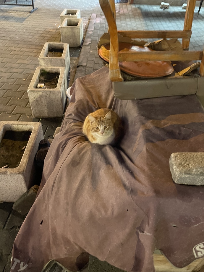 Gariban Kedi Soruyor… Nasılsınız 🐱🐱🐱 ?