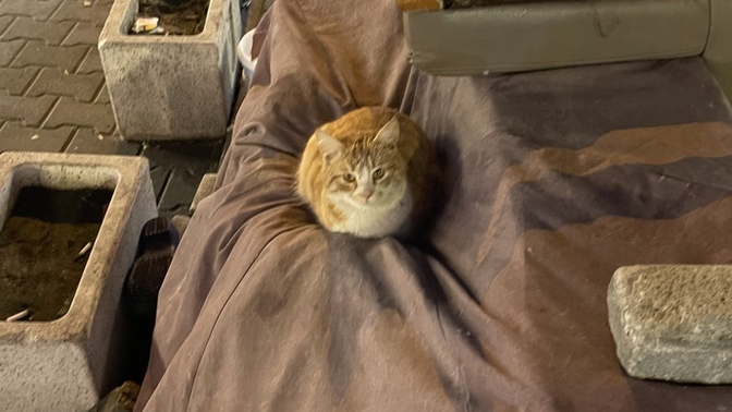 Gariban Kedi Soruyor… Nasılsınız 🐱🐱🐱 ?