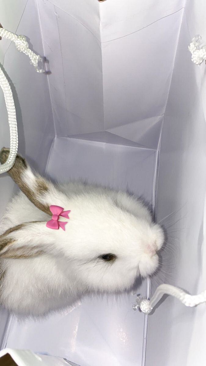 Ben bugün tavşan aldım ama isim bulamıyorum 🥕🐇?