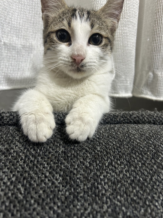 Ben bugün tavşan aldım ama isim bulamıyorum 🥕🐇?
