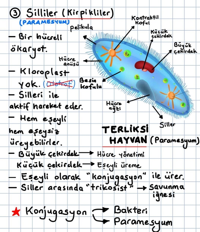 Terliksi hayvan beslesen adını ne koyardın?