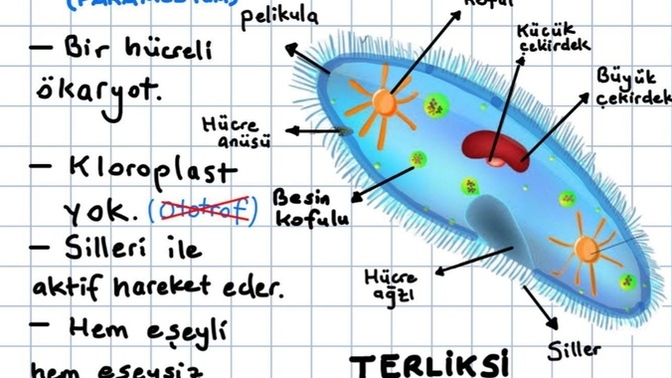 Terliksi hayvan beslesen adını ne koyardın?