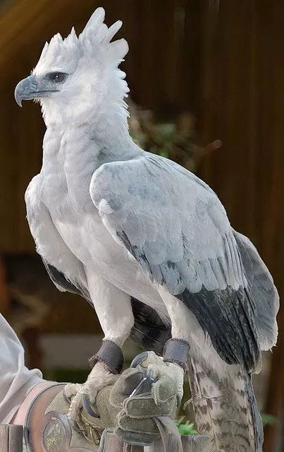 Kartal besleseydiniz kartalınızın ismi ne olurdu, neden o ismi seçerdiniz?