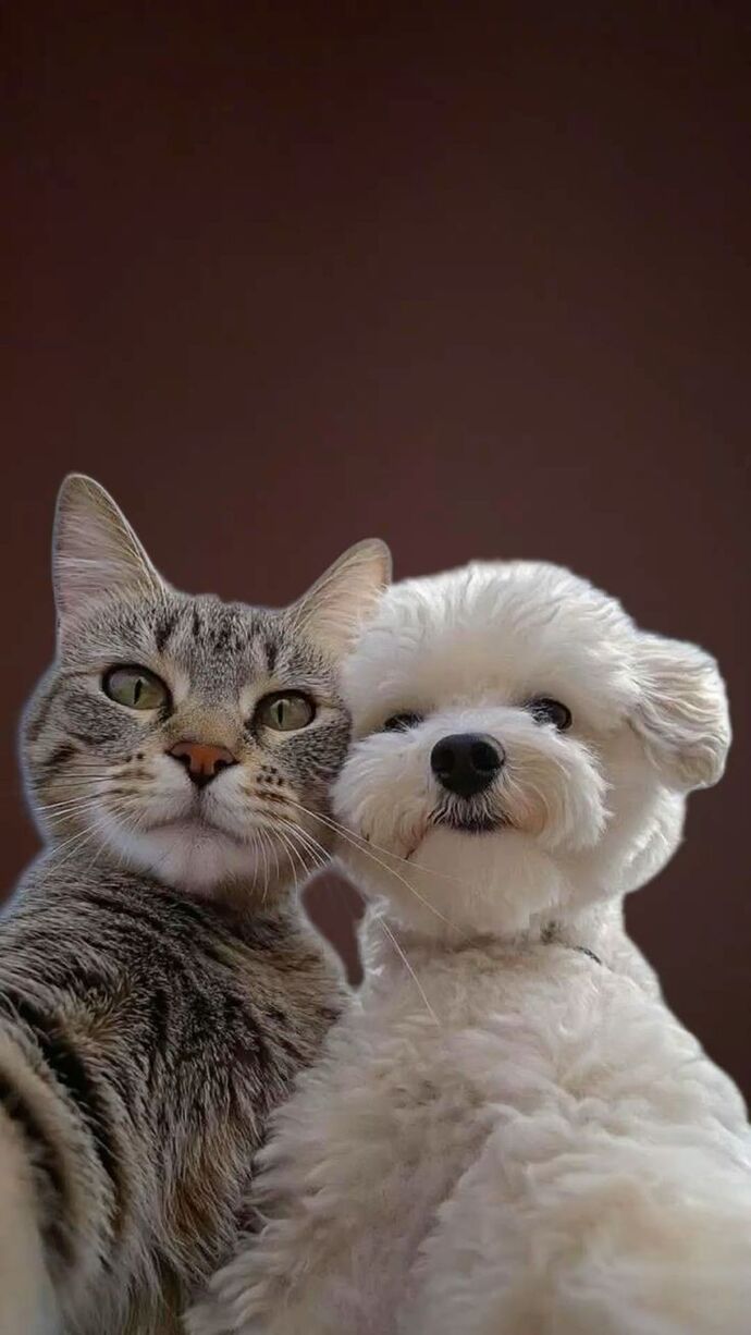 Kediler mi daha zeki, köpekler mi?