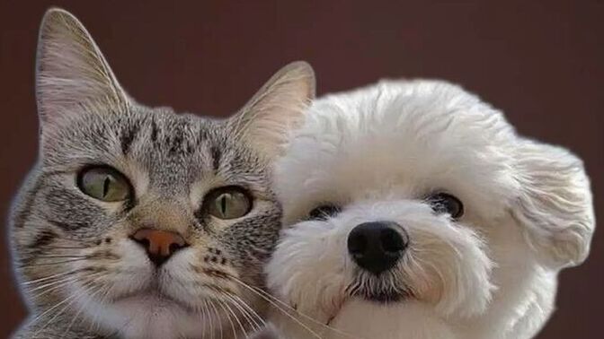 Kediler mi daha zeki, köpekler mi?