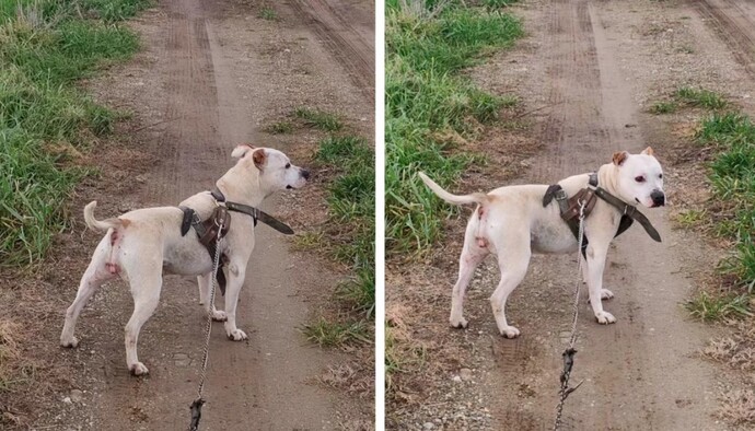 Evcil hayvanlarınızın fotoğraflarını cekermisiniz?