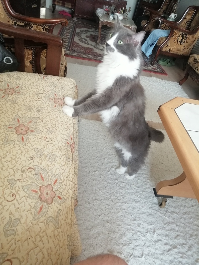 Peki kedimin güzelliği sizce?