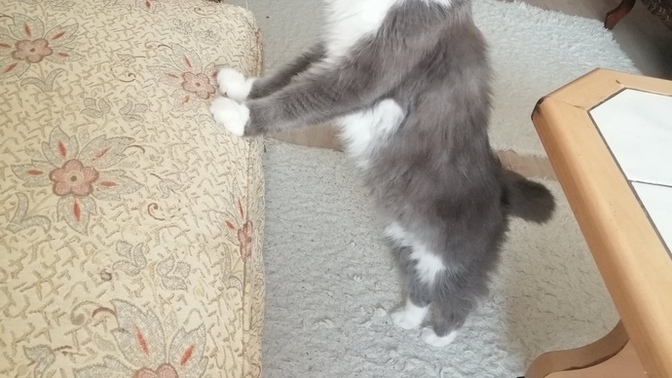 Peki kedimin güzelliği sizce?