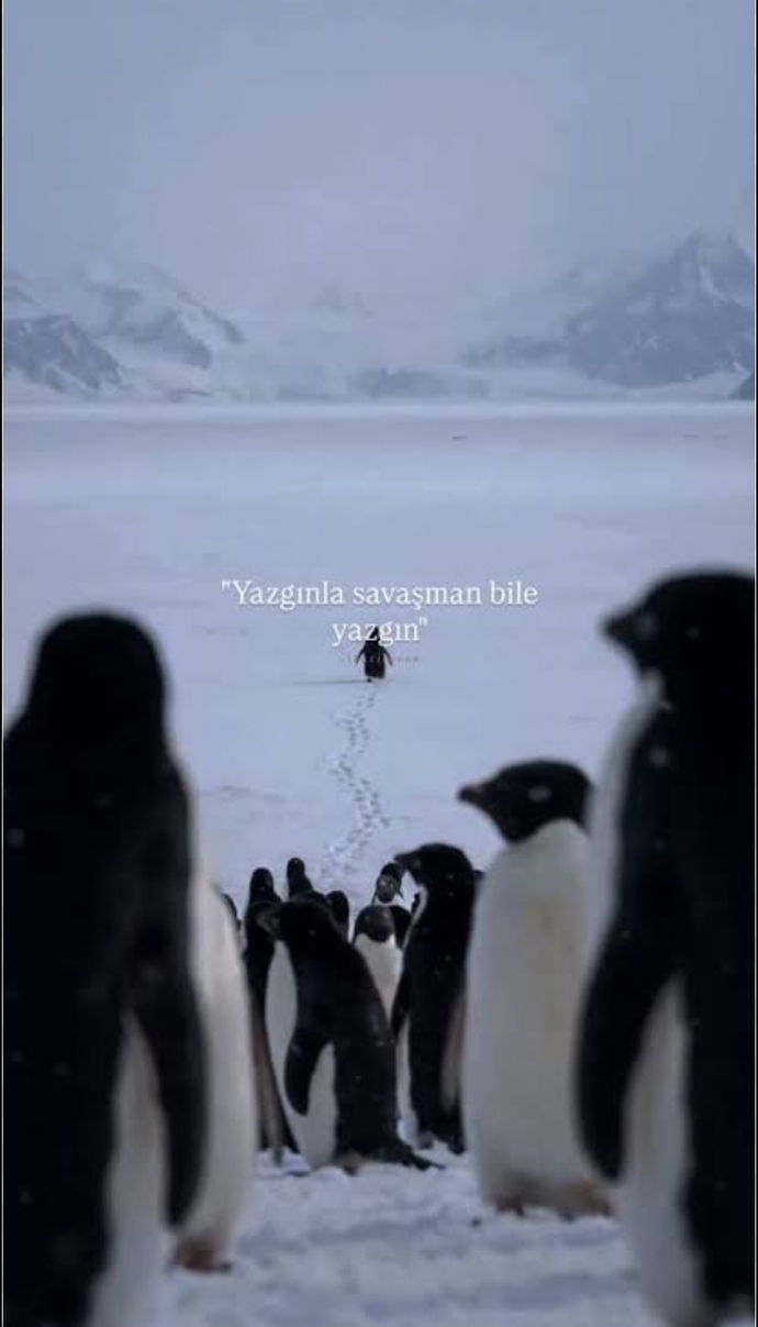 Sizce bu penguen yanlış yöne mi gitti yoksa kendi yönüne mi?