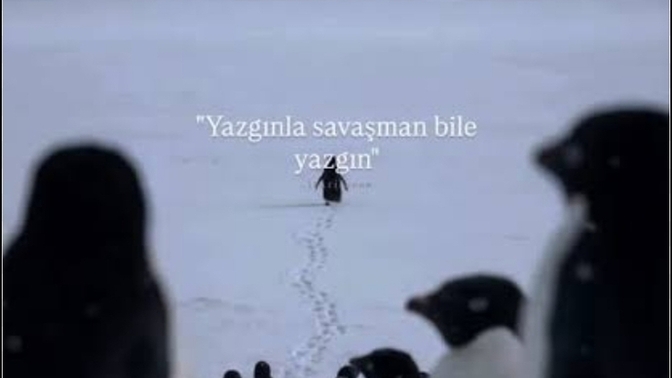 Sizce bu penguen yanlış yöne mi gitti yoksa kendi yönüne mi?