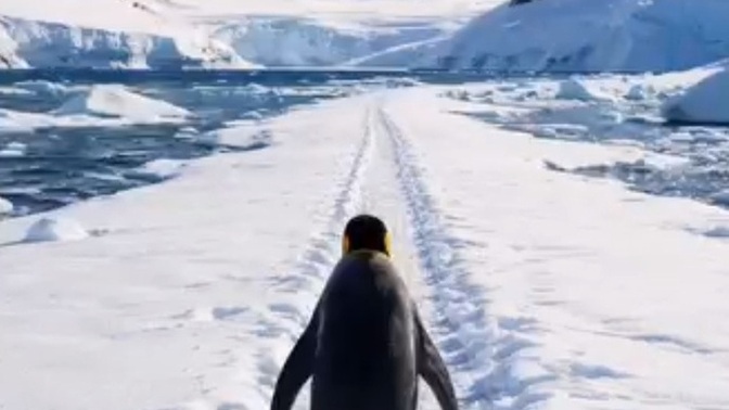 Penguen cesaretiniz var mı 🥹 ?