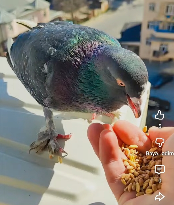 Her gün balkona gelen güvercin neden kaybolup geri geliyor, bir anlamı var mı 🕊️?