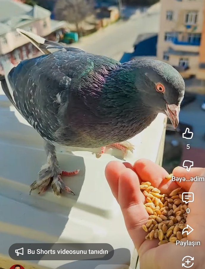 Her gün balkona gelen güvercin neden kaybolup geri geliyor, bir anlamı var mı 🕊️?