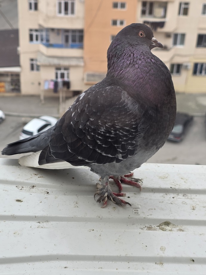 Her gün balkona gelen güvercin neden kaybolup geri geliyor, bir anlamı var mı 🕊️?