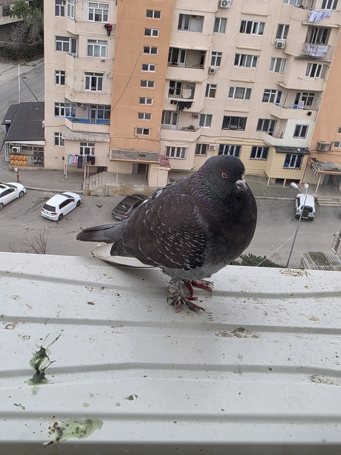 Her gün balkona gelen güvercin neden kaybolup geri geliyor, bir anlamı var mı 🕊️?