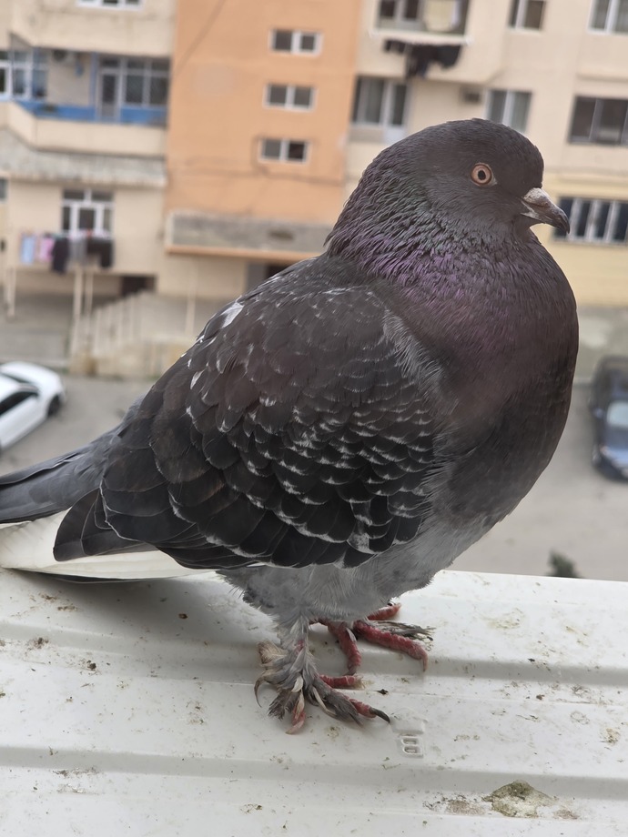 Her gün balkona gelen güvercin neden kaybolup geri geliyor, bir anlamı var mı 🕊️?