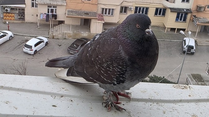 Her gün balkona gelen güvercin neden kaybolup geri geliyor, bir anlamı var mı 🕊️?