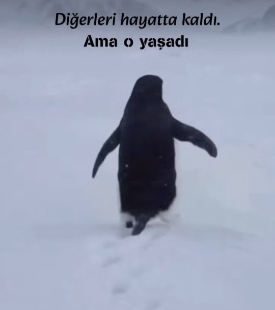 Sosyal medyada günlerdir viral olan nihilist penguenin hikayesine siz de üzüldünüz mü?