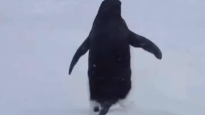Sosyal medyada günlerdir viral olan nihilist penguenin hikayesine siz de üzüldünüz mü?