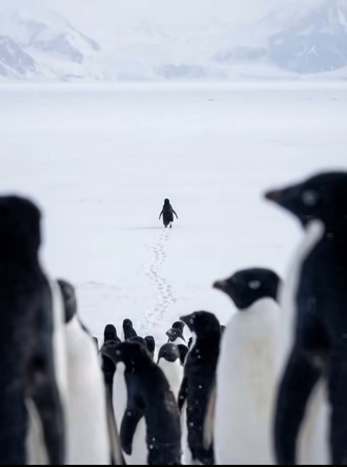 Bu penguen gibi kendi yolunuzda gidecek kadar cesur musunuz?