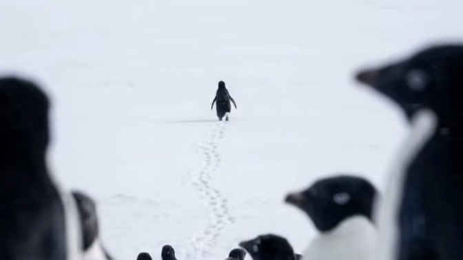 Bu penguen gibi kendi yolunuzda gidecek kadar cesur musunuz?