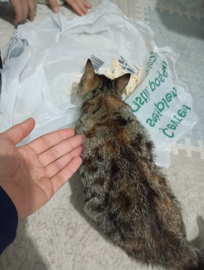 Bu kedi dışarda ölür mü?