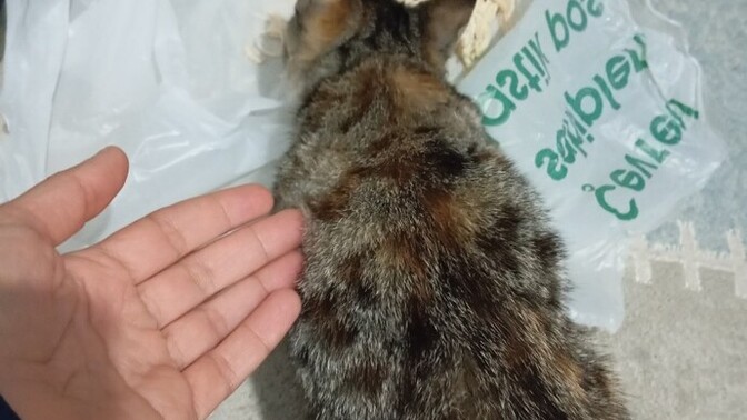 Bu kedi dışarda ölür mü?