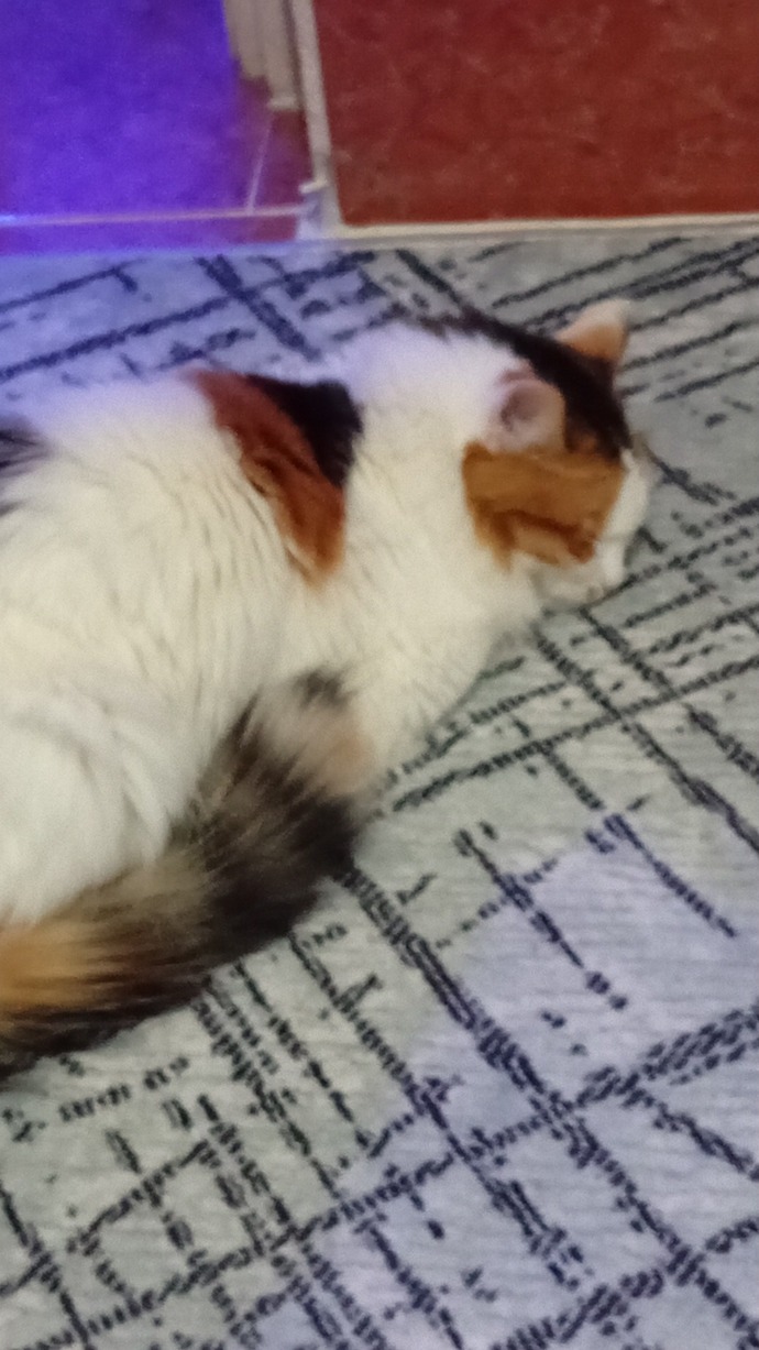 Kediler niye karanlık yerde böyle nöbet tutuyormuş gibi duruyor?
