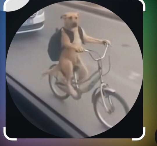Köpeğim bisikletimi çalmış ne yapmalıyım?