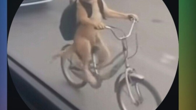 Köpeğim bisikletimi çalmış ne yapmalıyım?