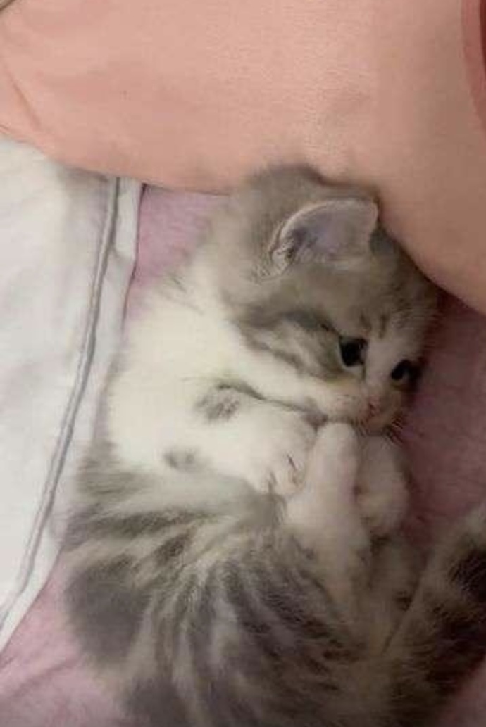 Kedi sevenler bir adım öne gelsin, aranızda kaç tane kedi delisi var?