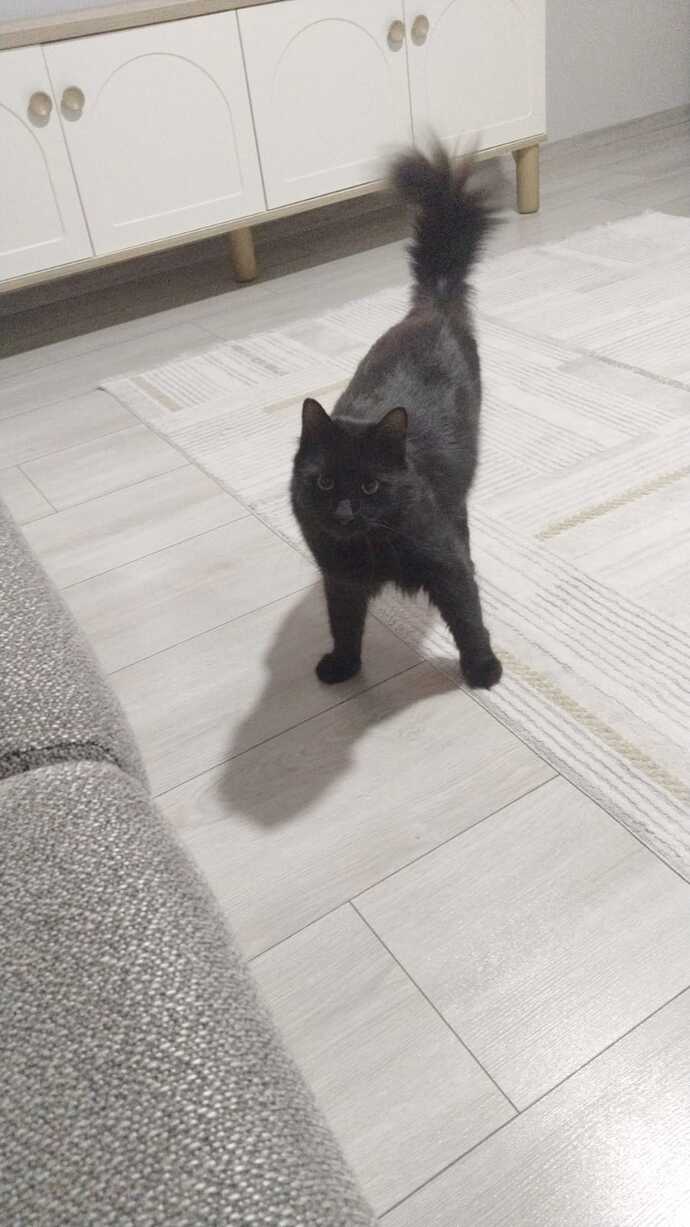 Kedi sevenler bir adım öne gelsin, aranızda kaç tane kedi delisi var?