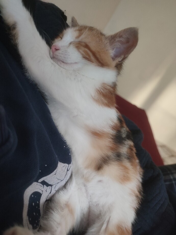 Kedi sevenler bir adım öne gelsin, aranızda kaç tane kedi delisi var?
