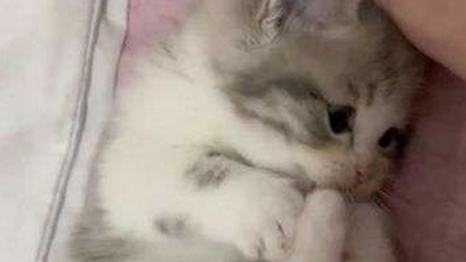 Kedi sevenler bir adım öne gelsin, aranızda kaç tane kedi delisi var?