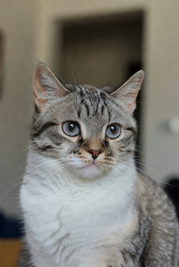 Yavru kedi bakımı için sadece kedi maması ve süt yeterli mi, ek olarak ne vermeliyim?